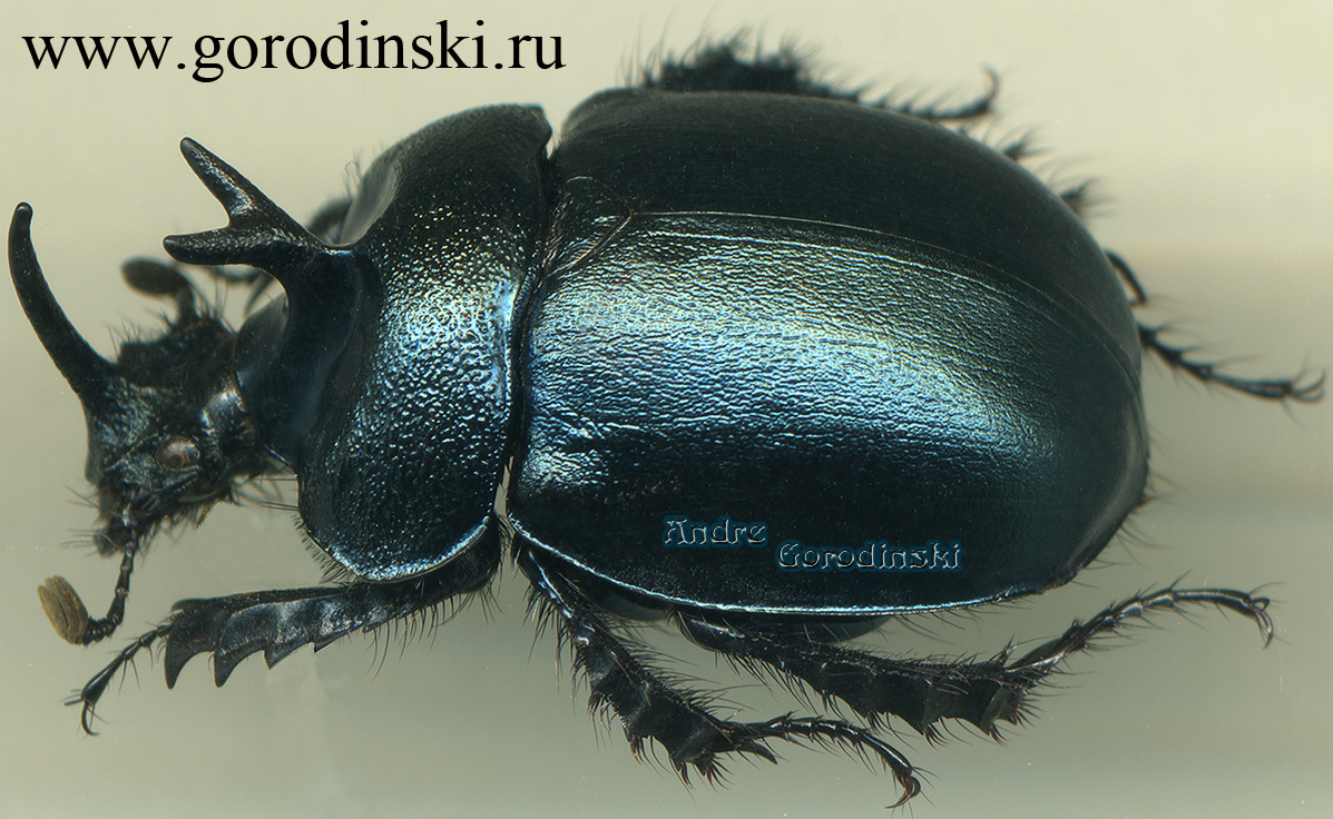 http://www.gorodinski.ru/geotrupes/Enoplotrupes largeteaui.jpg